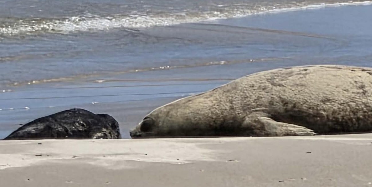 Sorpresa y ternura: Piriápolis sigue de cerca el crecimiento de un elefante marino