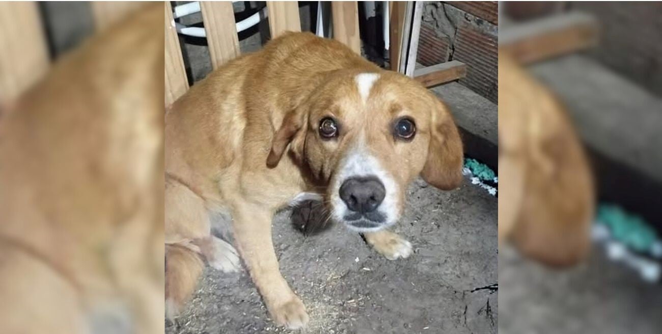 La Protectora de Animales se constituyó como querellante en el caso Chimuelo