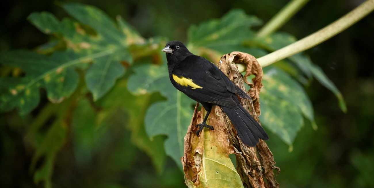 Entre el monte y el río, Jardín Florido se suma al sistema de reservas naturales de Santa Fe