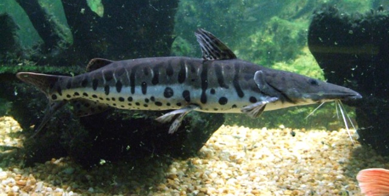 Se estableció en Santa Fe la veda para la pesca de surubí
