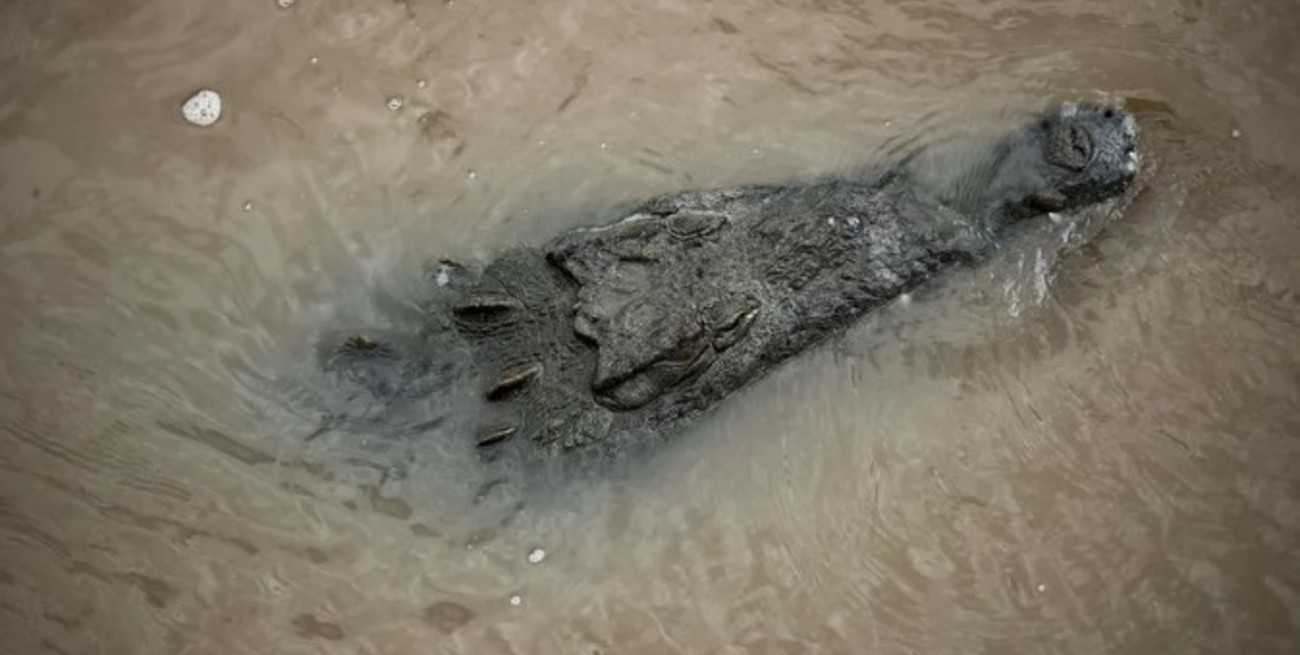 Jamaica: tras el paso del huracán Melissa, advierten por “desplazamientos” de cocodrilos