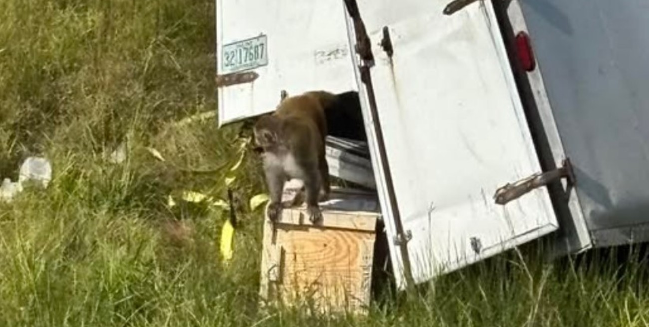 Estados Unidos: un mono peligroso y “potencialmente enfermo” con Covid, Herpes y Hepatitis C se escapó tras un choque 