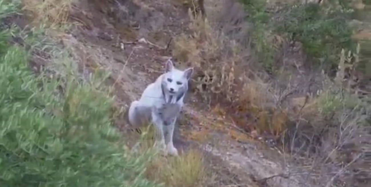 Video: por primera vez avistan a un lince ibérico “blanco” en España