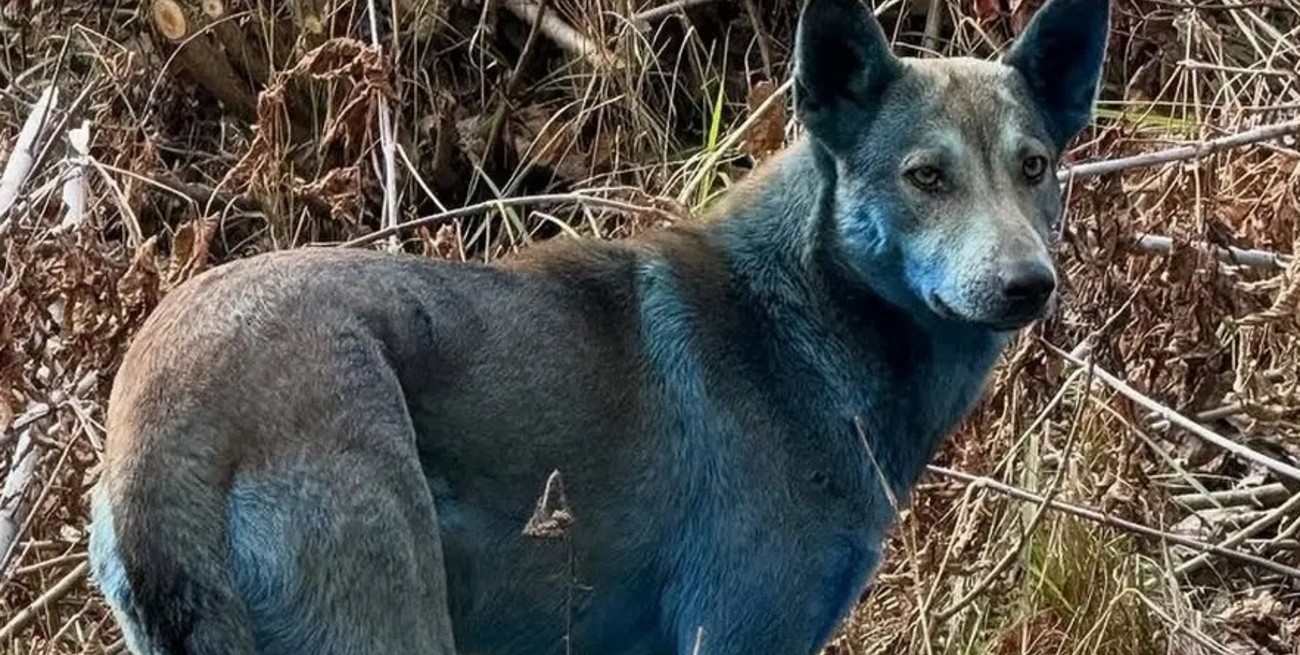 Investigadores buscan a tres perros azules que fueron vistos cerca de Chernóbil