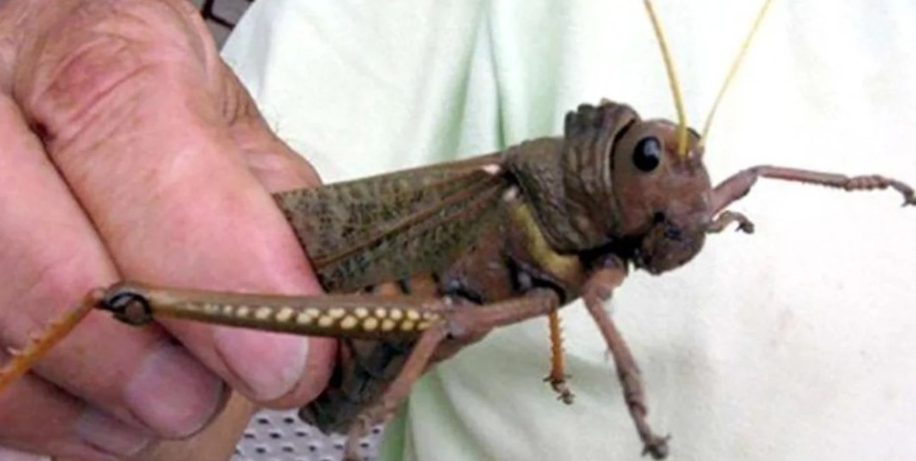 SENASA declaró a la Patagonia en alerta fitosanitaria por presencia de tucura sapo