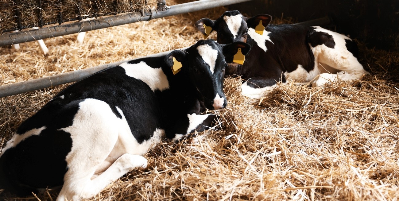 FADA presentó su Monitoreo Ganadero de octubre