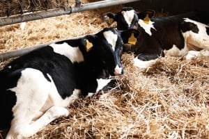 Sacrificaron dos terneros de 300 kilos. Imagen ilustrativa.