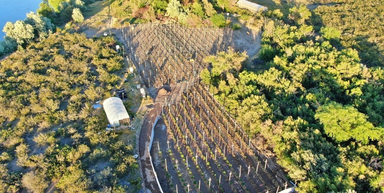 Desarticulan en el sur del país una banda narco comandada por un clan familiar rosarino