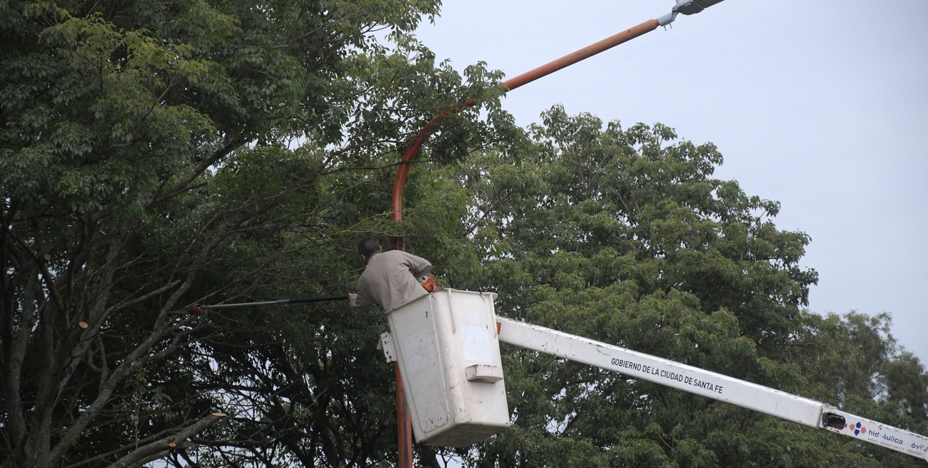 Ahora el Concejo puso el foco en el registro de podadores de árboles de la ciudad de Santa Fe