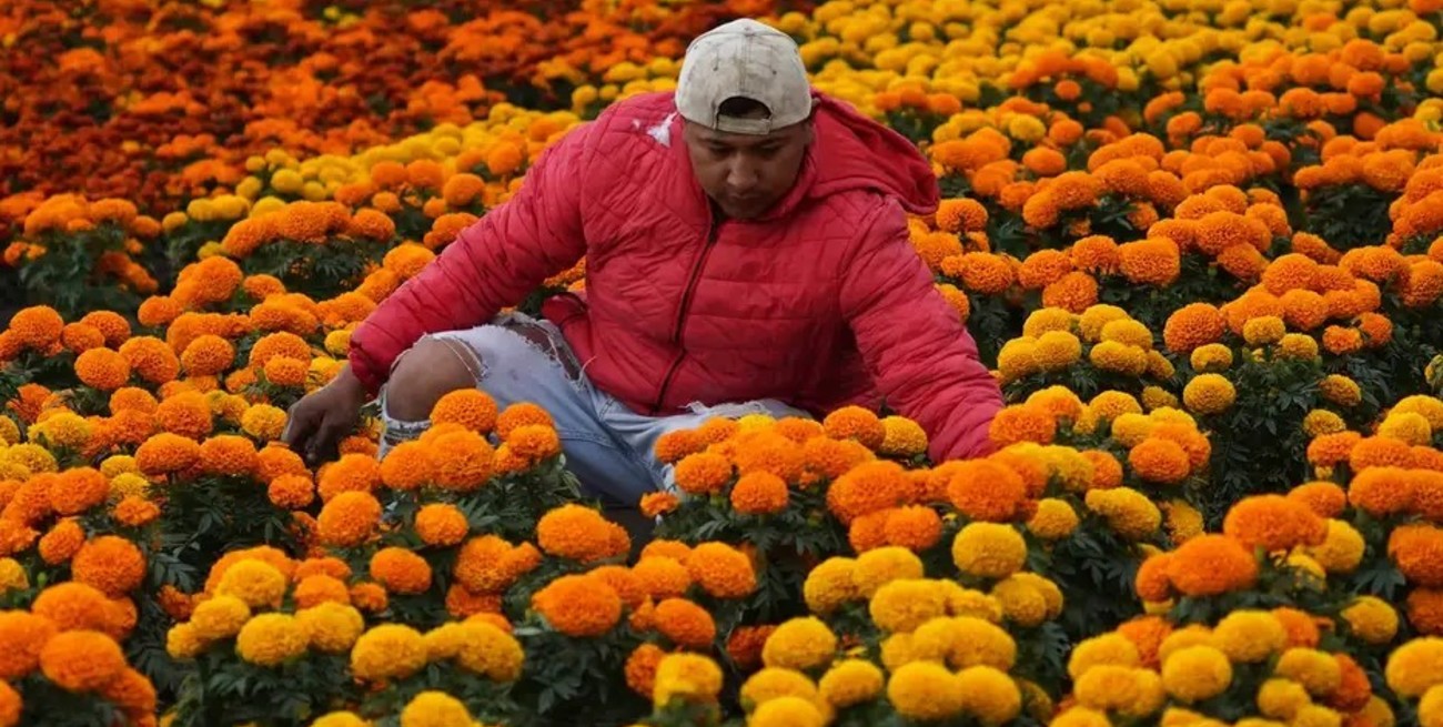 El cambio climático amenaza a la "flor de los muertos", recurso económico y símbolo cultural mexicano