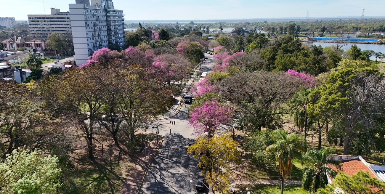 Objetivo: plantar un millón de árboles en una década
