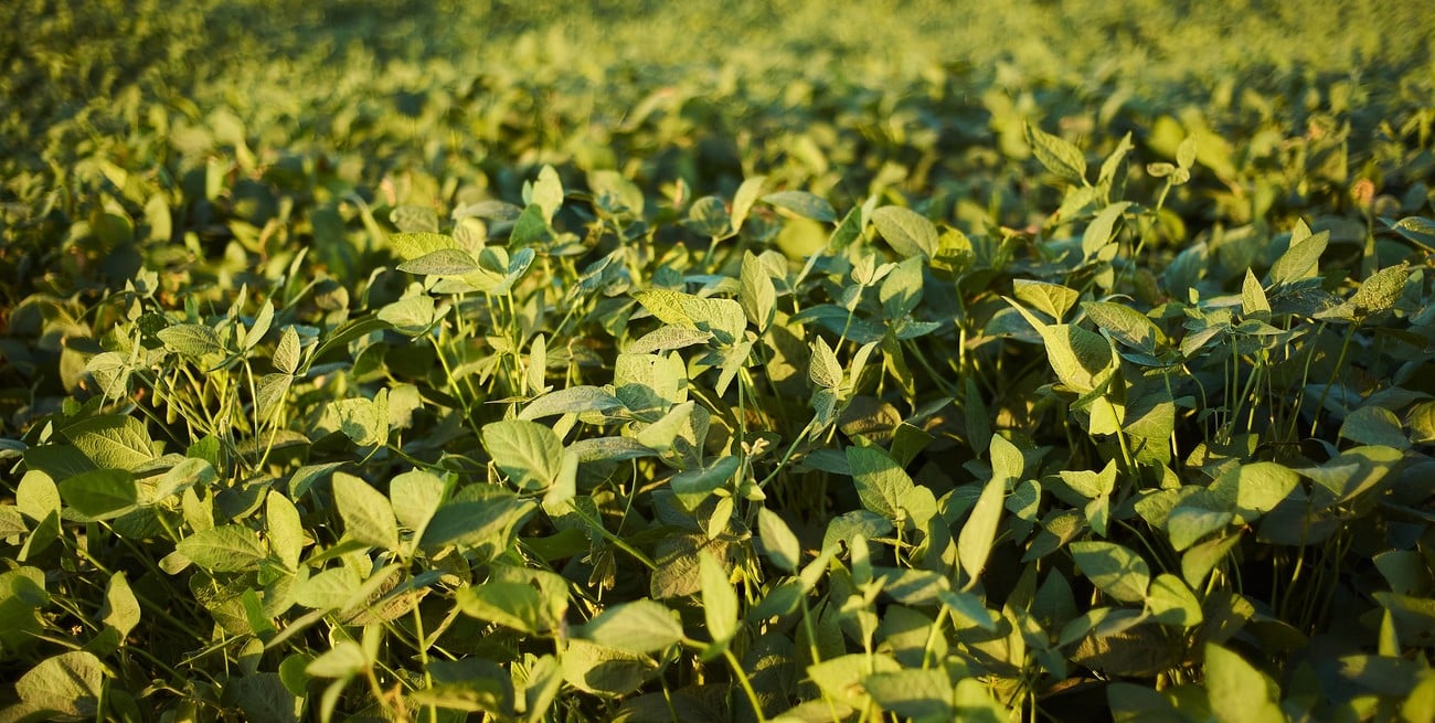 Por el déficit de lluvias hay 450.000 ha de soja 1ra en condición regular