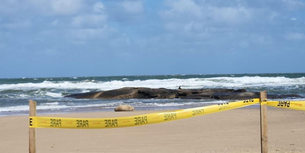 Siguen apareciendo elefantes marinos en las costas uruguayas