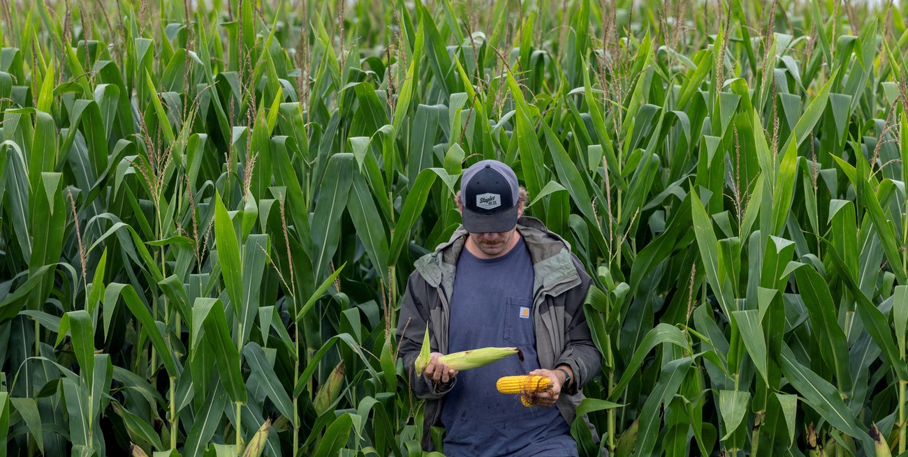 Volatilidad en puerta: fuertes expectativas por el informe del USDA