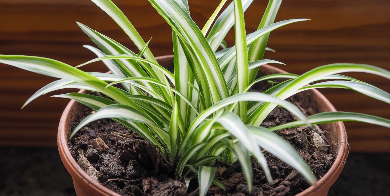 Qué plantas de interior sembrar en noviembre para decorar la casa en verano