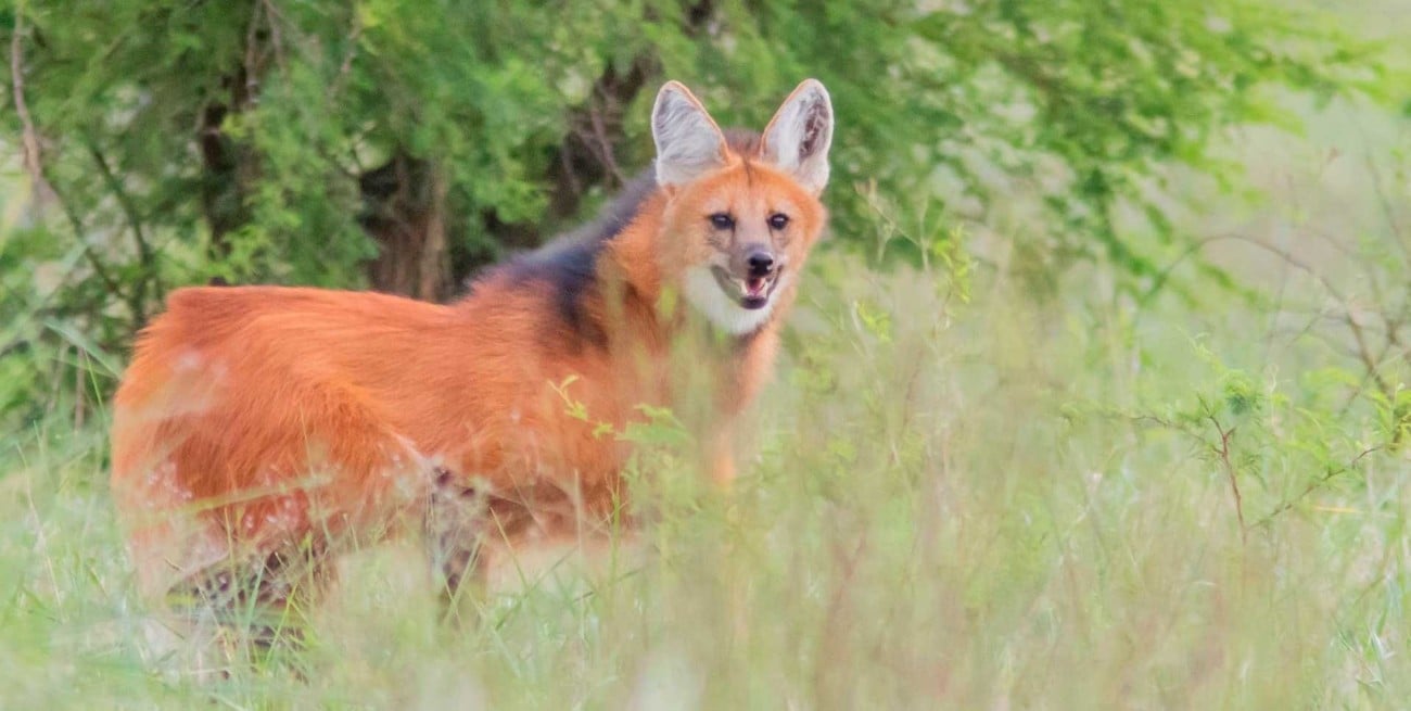 De no creer: un aguará guazú salvado en Santa Fe murió en Uruguay tras ser atropellado