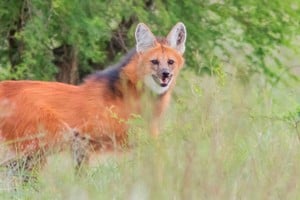 Chamarrita recorrió más de mil kilómetros luego de reinsertarse. Gentileza Era Verde