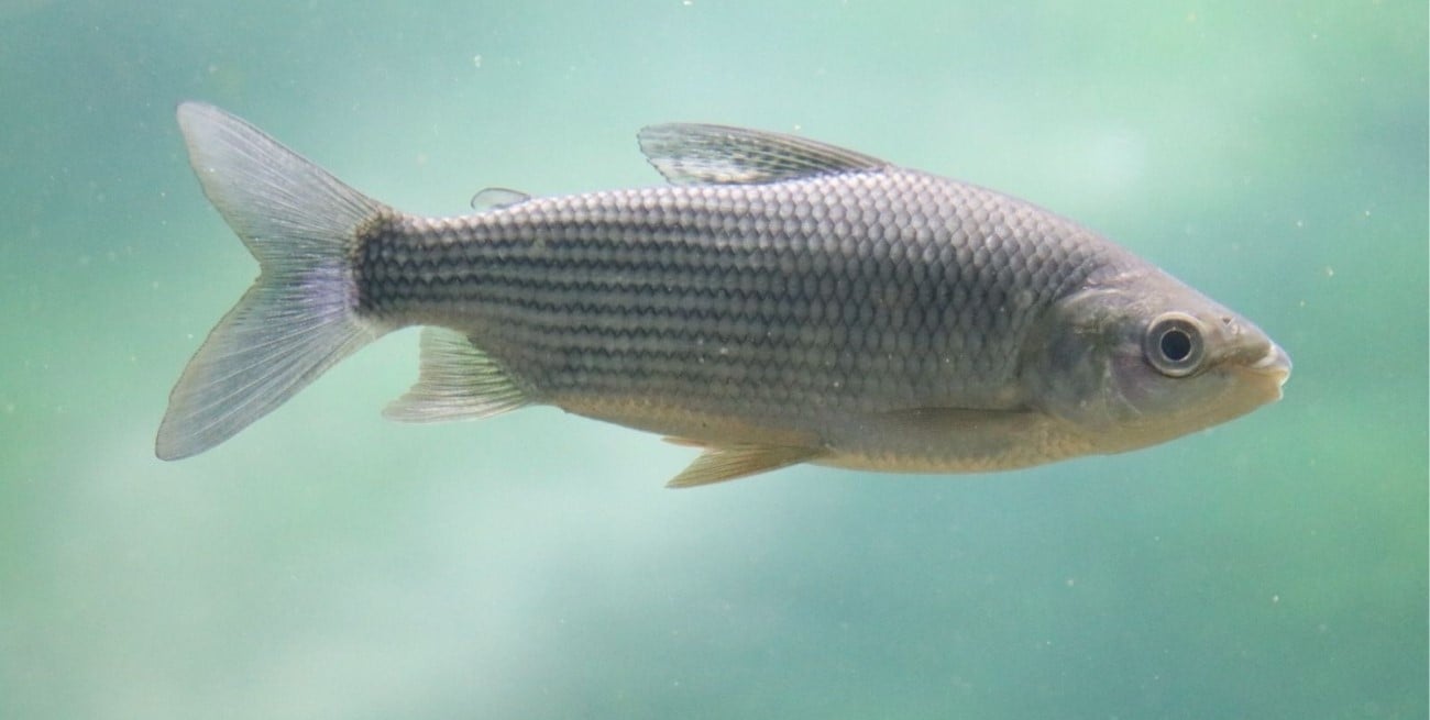 El gobierno santafesino explicó por qué limita la exportación de peces