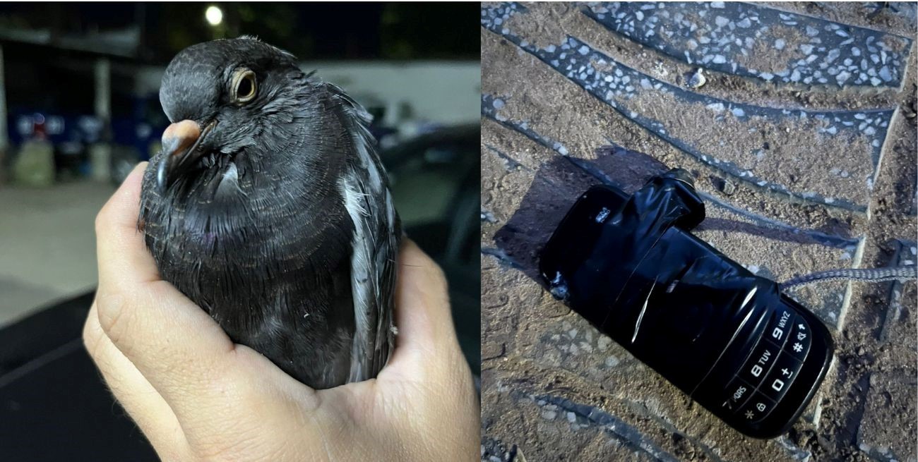 Una paloma “mensajera” con celular fue hallada cerca de la cárcel de Coronda