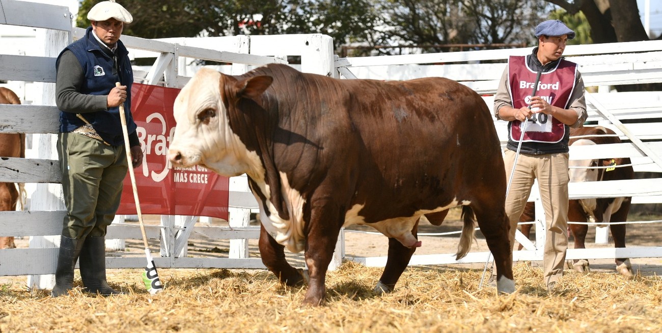 Reconocimiento histórico de la Asociación Braford: San Justo se consolida en el mapa ganadero