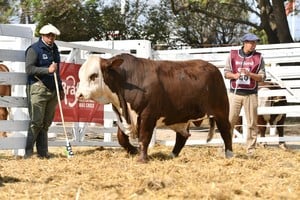 La raza Braford mostrará su potencial productivo en Expoagro 2026
