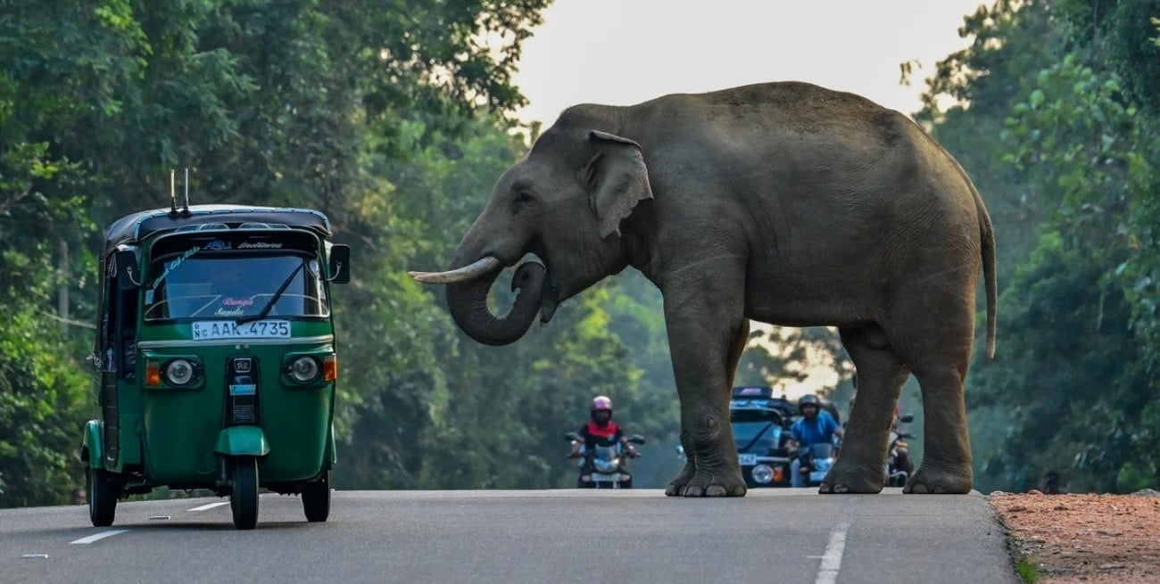 Sri Lanka desplegó 5.000 efectivos para controlar la lucha entre humanos y elefantes