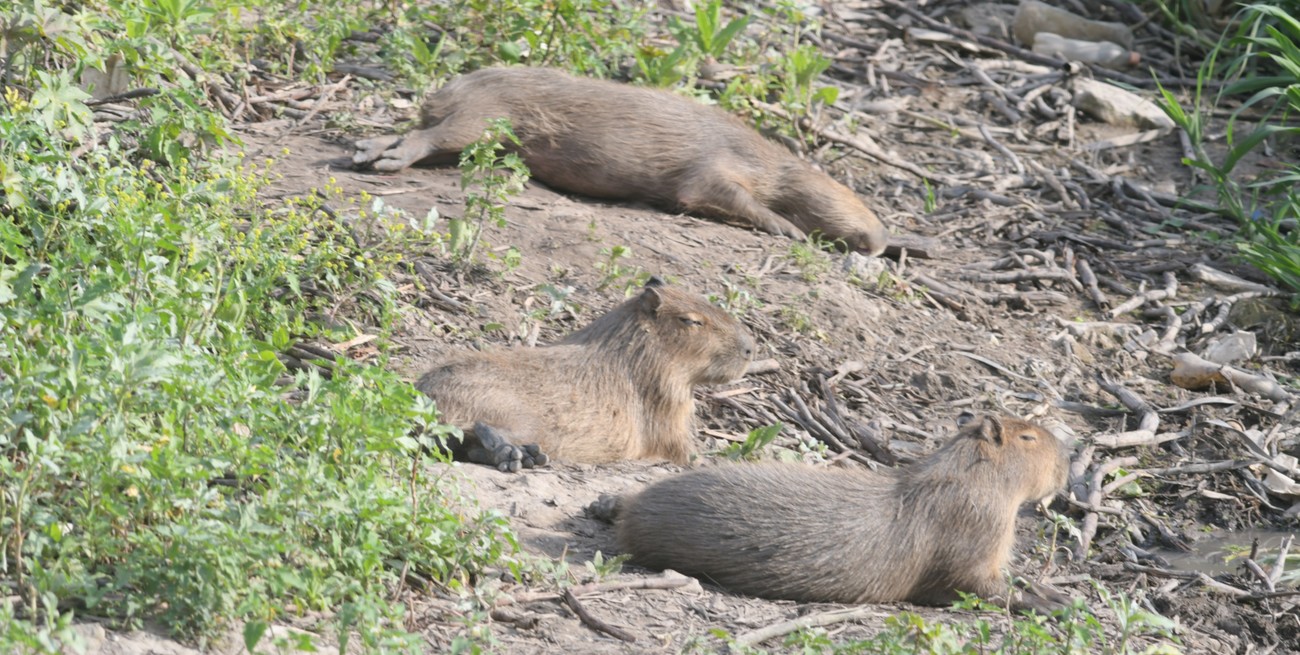 El latido azul del continente: los humedales de la Cuenca del Plata, guardianes del clima y la vida