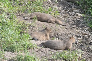 La imagen que da esperanza. Carpinchos al sol a la orilla del río en Santa Fe.
Manuel Fabatía (archivo).