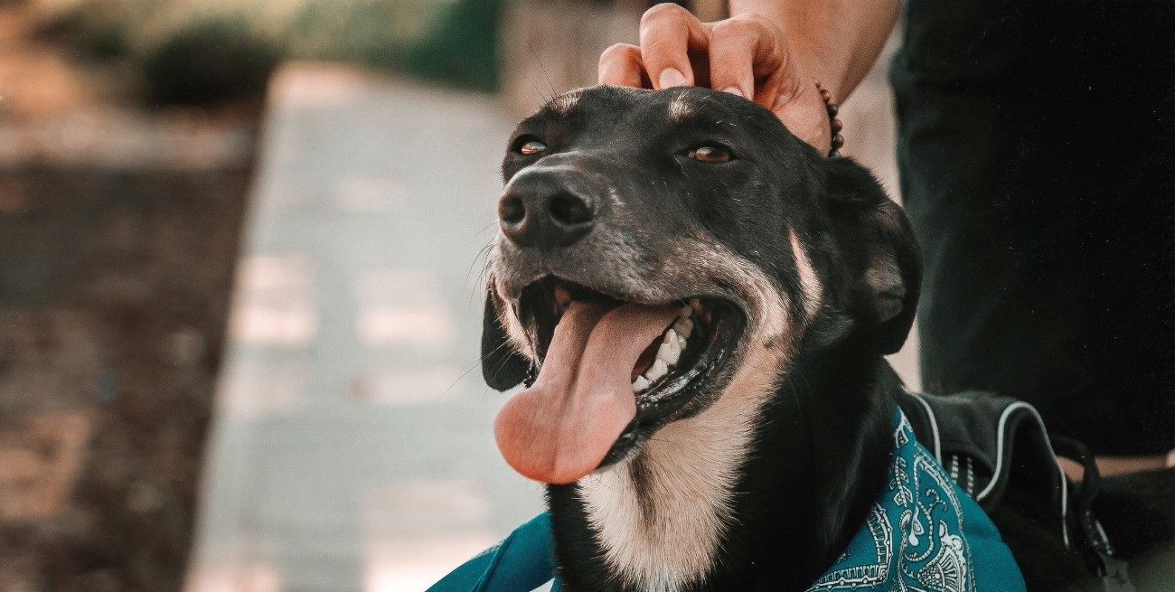 Cómo influye la alimentación en el comportamiento de perros y gatos