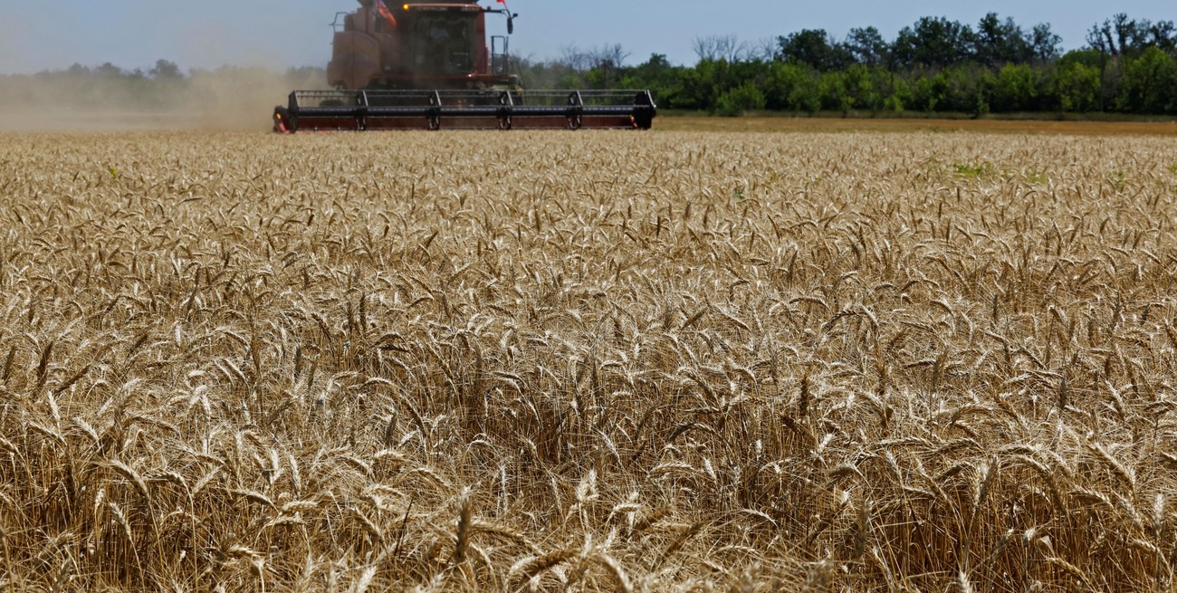 A días de la cosecha de trigo, se espera un rinde de 50,4 qq/ha y una producción de 8 Mt