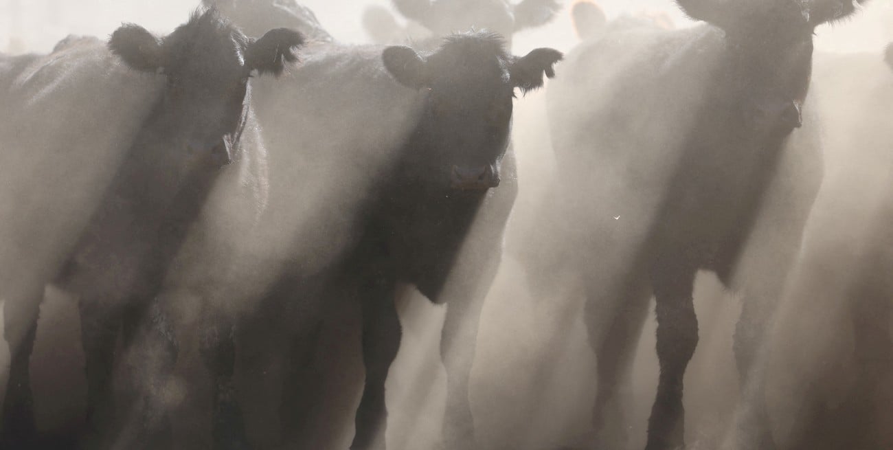 Oferta de livianos: más novillitos ingresando a los corrales y menos en las plantas de faena