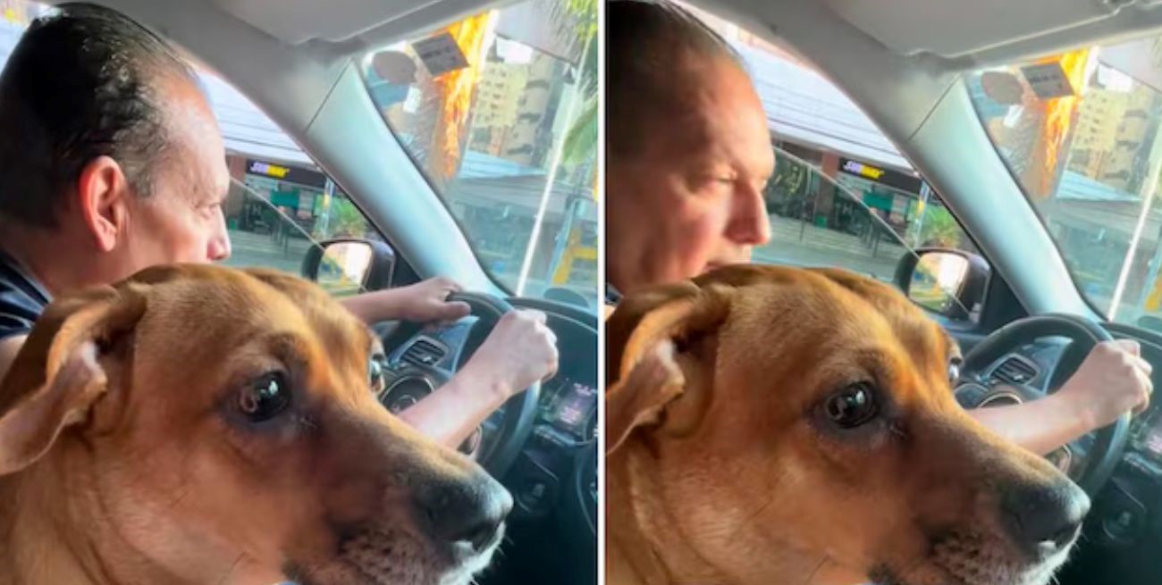 El video de una perrita llorando en el lugar donde fue abandonada conmueve en las redes