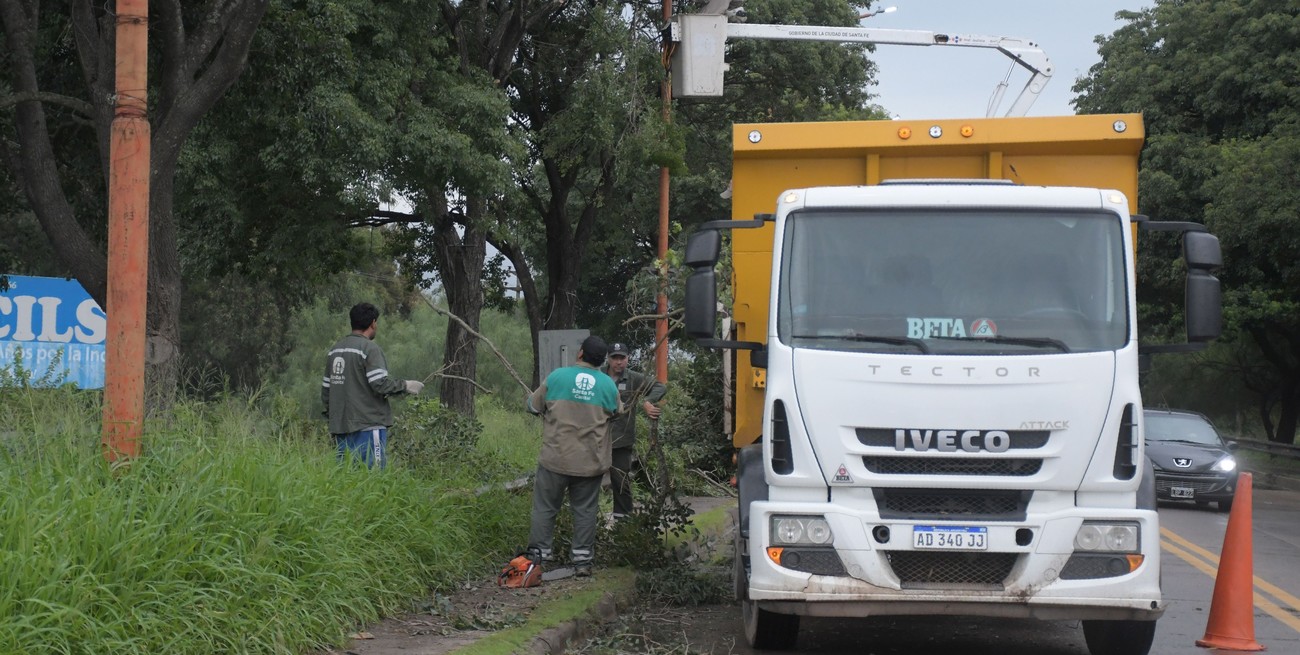 Podadores de árboles