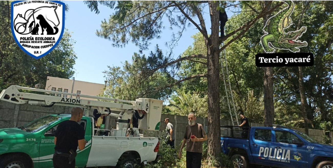 Insólito rescate en Colastiné Norte: un “mapache” trepó a un pino y movilizó a los vecinos