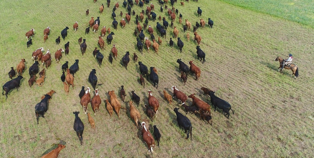 Mercado ganadero: los precios entran en una fase de ajuste tras los máximos históricos