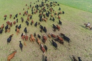 Ganadería: corrección de precios y señales de retención en el campo.