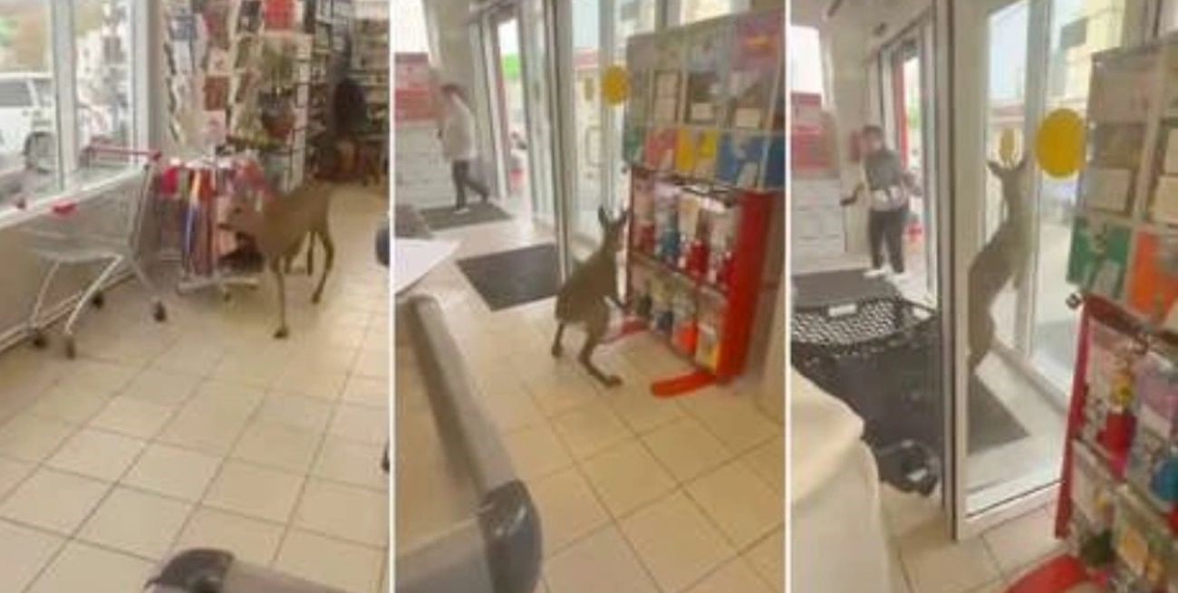 Es viral: una cierva se perdió, entró a un súper y desató una insólita persecución