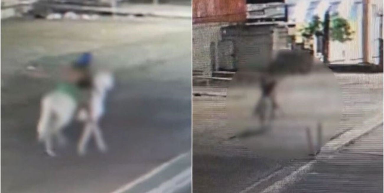 Conmoción en Brasil: un hombre mató a una mujer y la llevó a caballo hasta un descampado