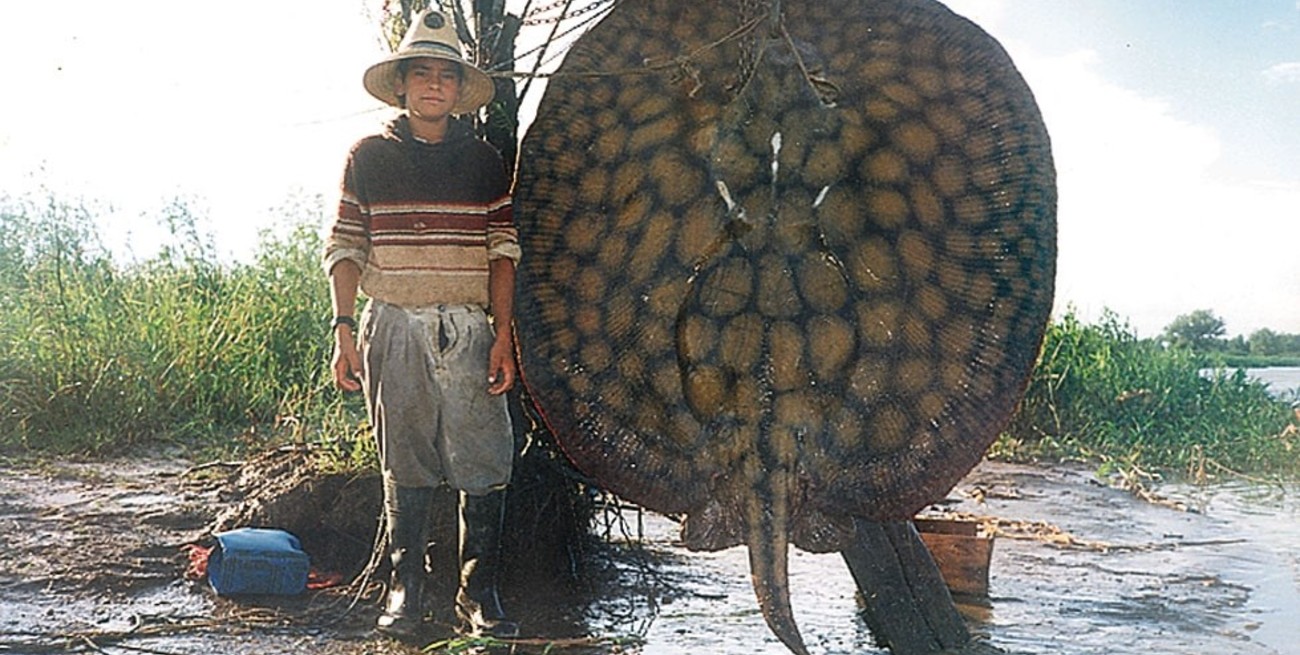 La lupa sobre las rayas, esos enormes parientes de los tiburones que habitan nuestros ríos