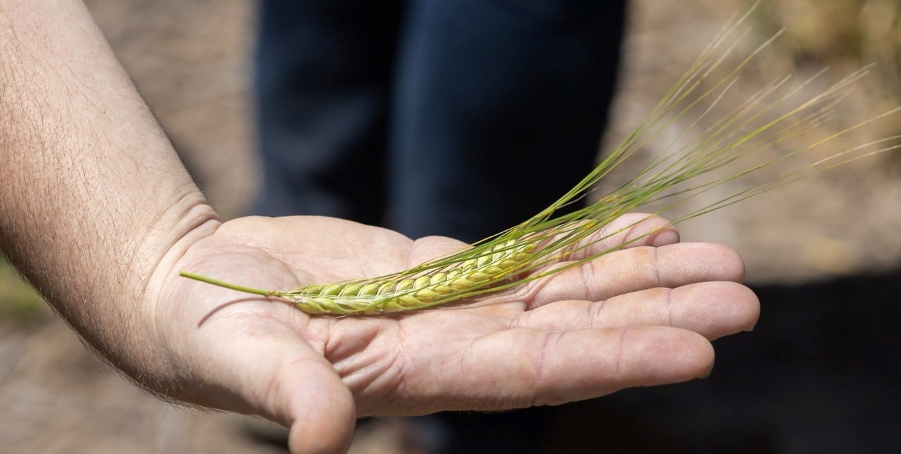 Cebada sustentable, del campo a la cerveza 
