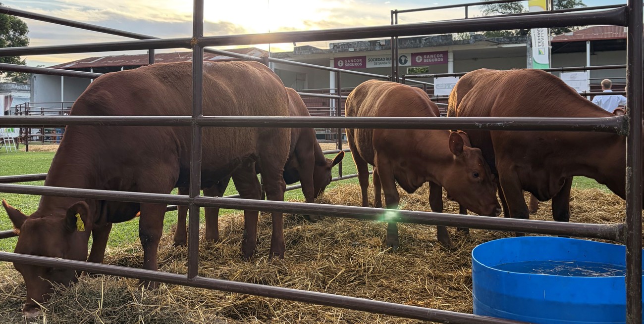 La Rural de Santa Fe reunió a productores y cabañeros en una edición destacada del remate anual