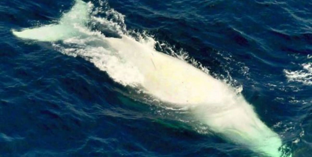 Video: el increíble salto de una ballena jorobada albina captado desde un drone