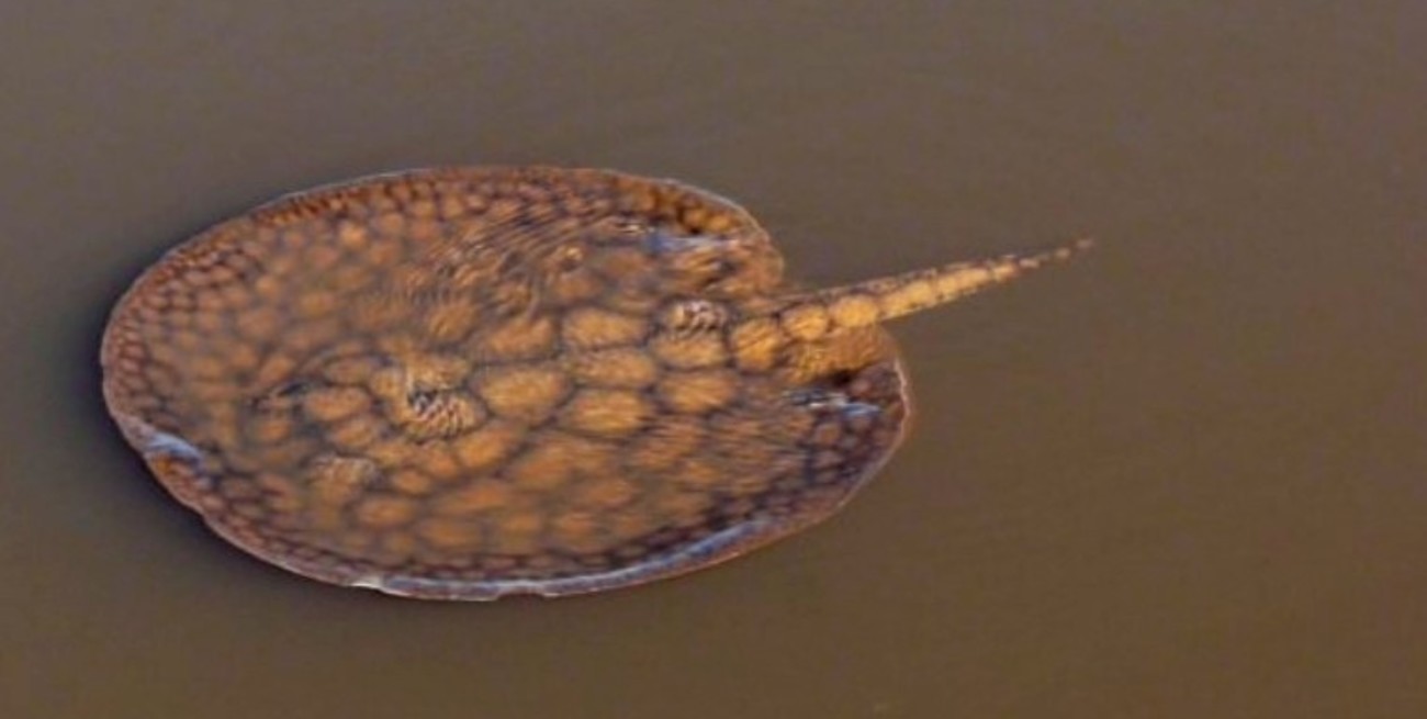 Comenzó la temporada de playas: recomendaciones para evitar accidentes con rayas en Santa Fe