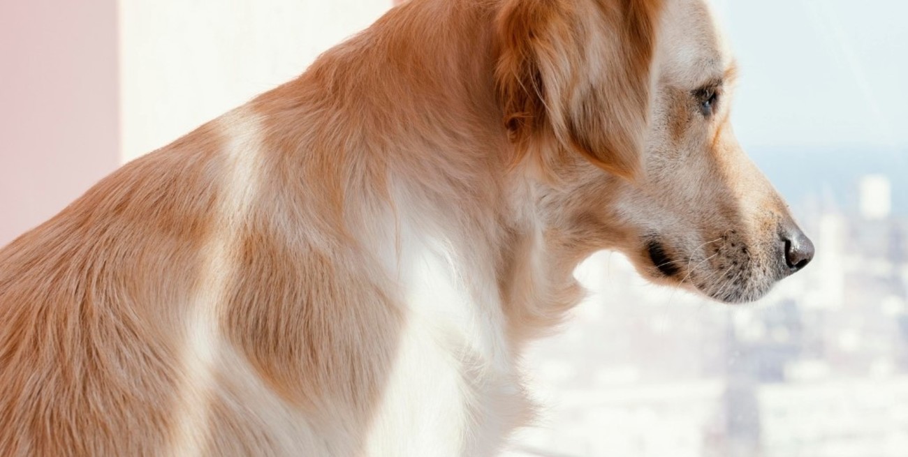 Por qué los perros esperan a sus dueños en la puerta y qué indica del vínculo