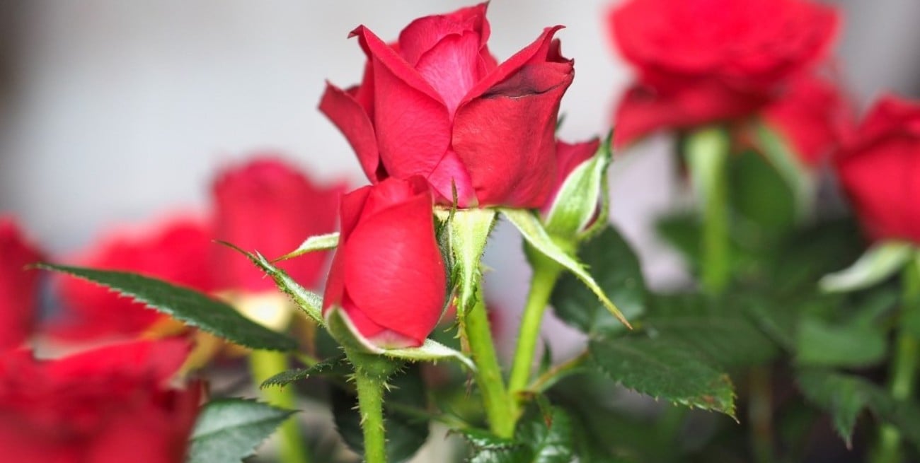 Cómo mantener los rosales en flor durante todo el verano