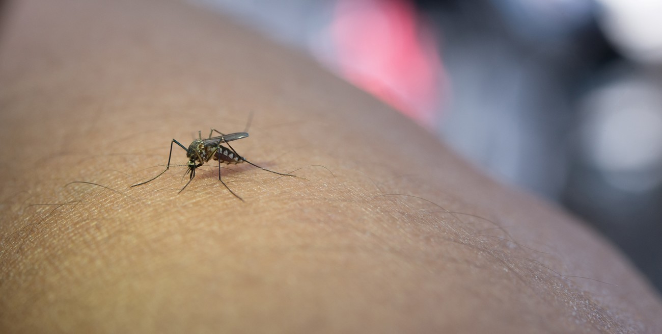 Detectaron en España un virus transmitido por mosquitos en un donante de sangre