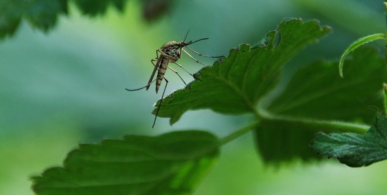 Cinco plantas naturales que auyentan mosquitos