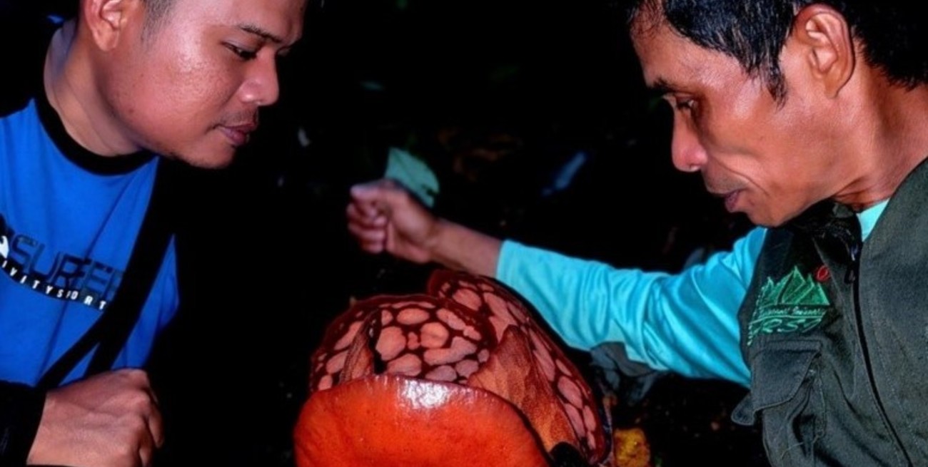 Sumatra: un biólogo encontró “la flor más rara del mundo” y se largó a llorar frente a su equipo