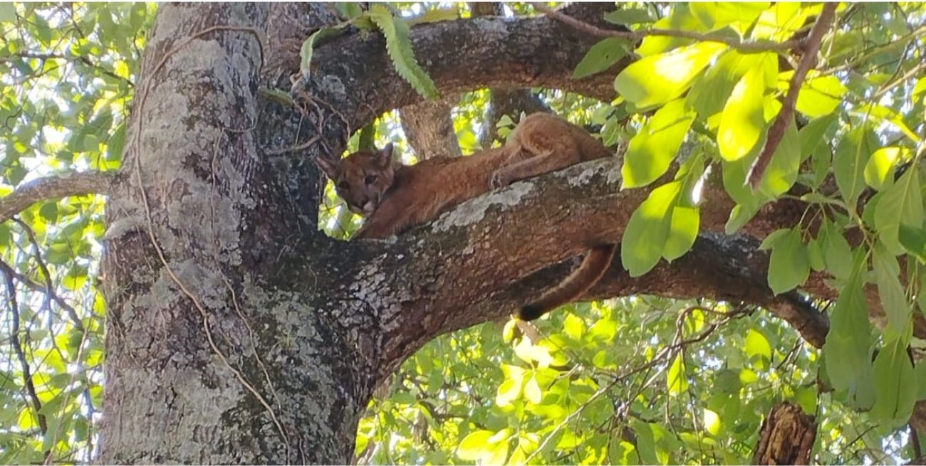 Susto en la costa santafesina: hallaron dos pumas en viviendas de Cayastá