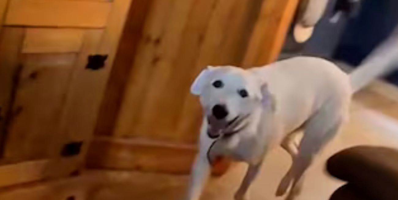 Le hace una seña y él estalla de felicidad: el video del perro sordo  que conmovió a todos